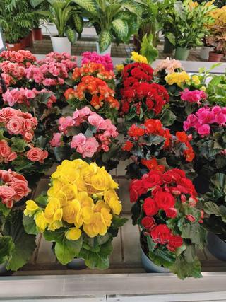BEGONIA - GIARDINO BORBONICO DI RUSSO FRANCESCO