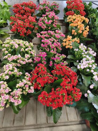 KALANCHOE CALANDIVA - GIARDINO BORBONICO DI RUSSO FRANCESCO