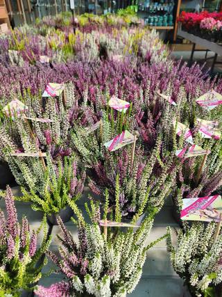 CALLUNA - 2
