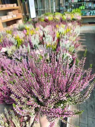 CALLUNA - GIARDINO BORBONICO DI RUSSO FRANCESCO