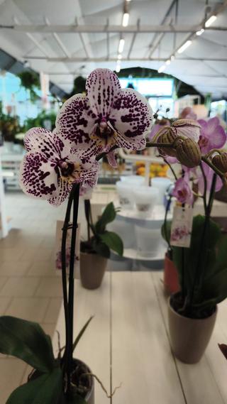 PHALAENOPSIS - 2