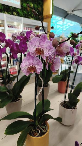 PHALAENOPSIS - GIARDINO BORBONICO DI RUSSO FRANCESCO
