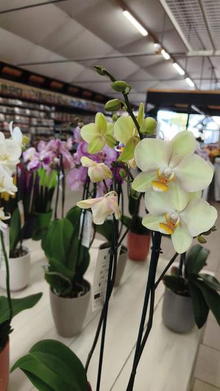 PHALAENOPSIS - 3