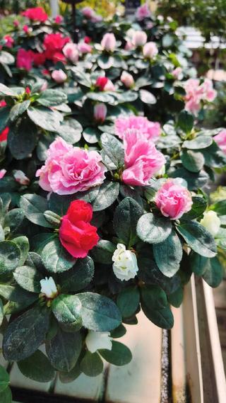 AZALEA - 2
