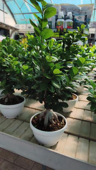 BONSAI  - GIARDINO BORBONICO DI RUSSO FRANCESCO