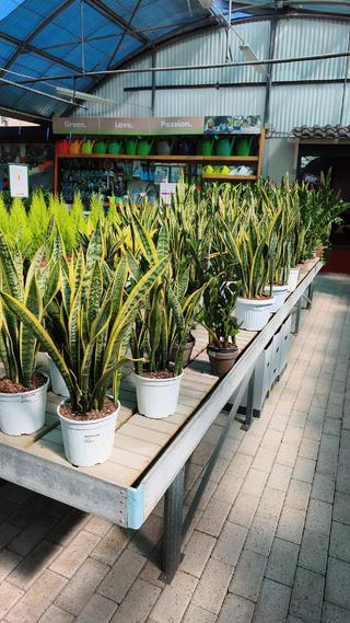 SANSEVIERIA - 2