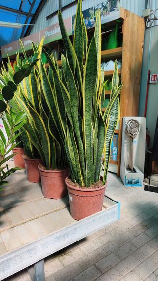 SANSEVIERIA - 3