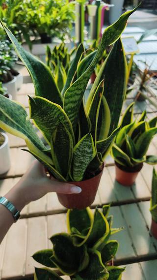 SANSEVIERIA - GIARDINO BORBONICO DI RUSSO FRANCESCO