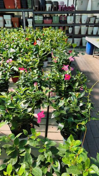 DIPLADENIA - 2