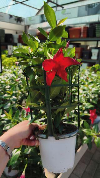 DIPLADENIA - GIARDINO BORBONICO DI RUSSO FRANCESCO