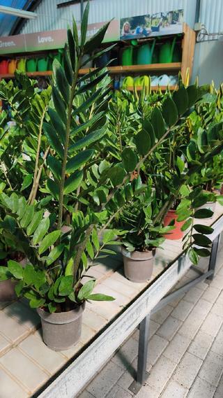 ZAMIOCULCAS - 2