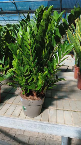 ZAMIOCULCAS - GIARDINO BORBONICO DI RUSSO FRANCESCO