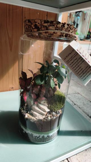 Terrario - 3