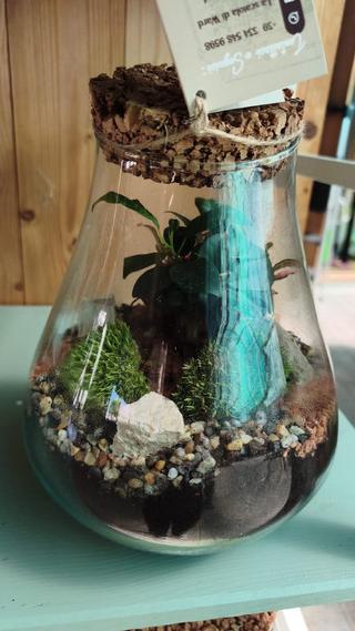 Terrario - 4