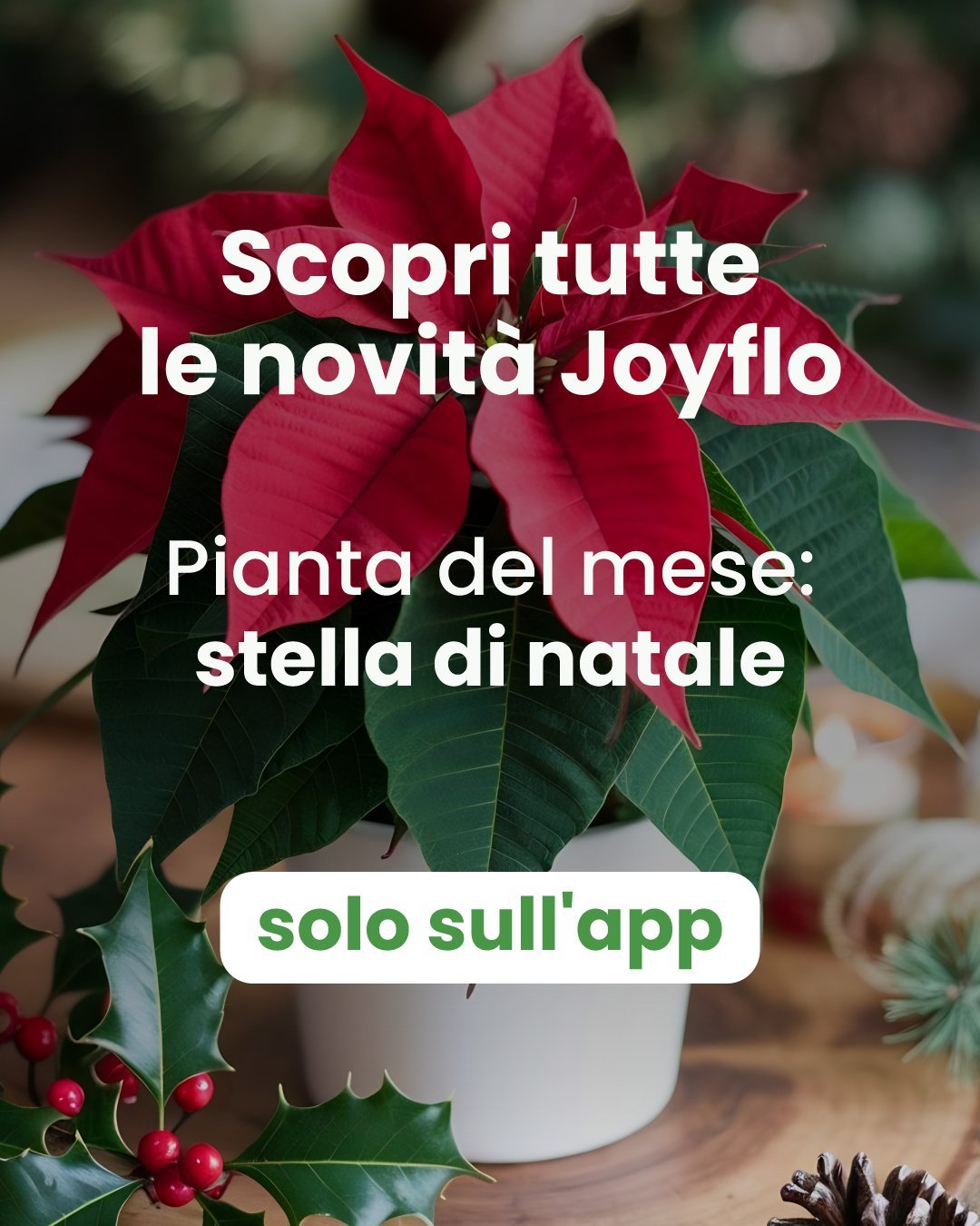 Fiore SRL
