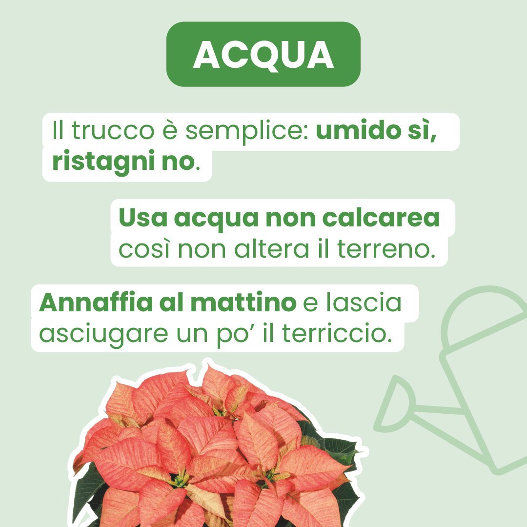 Fiore SRL - 3