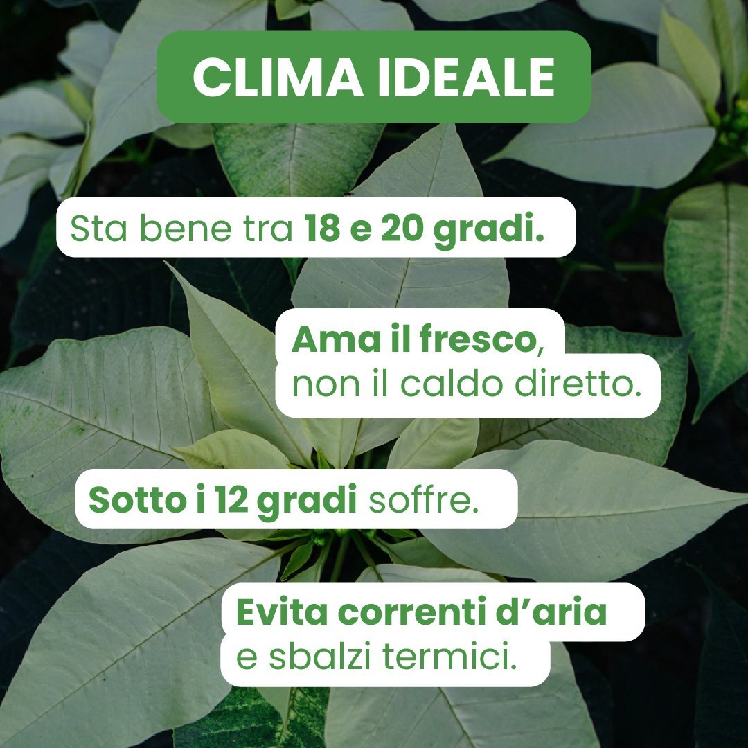 Fiore SRL - 4