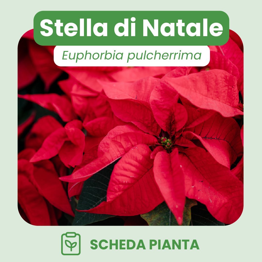 Fiore SRL