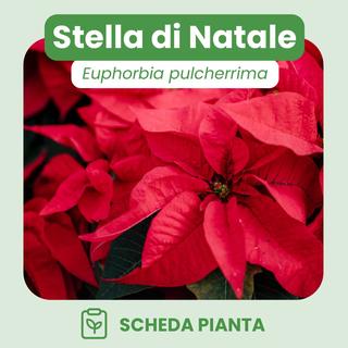 Basilico1 - Fiore SRL