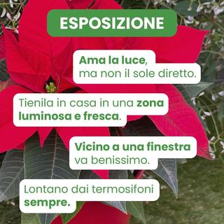 Fiore SRL - 12