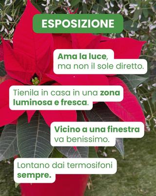 Fiore SRL - 18