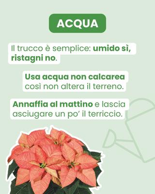 Fiore SRL - 19
