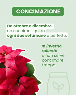 Fiore SRL - 21