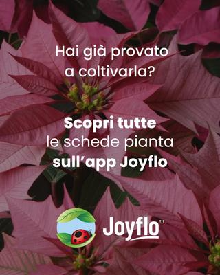 Fiore SRL - 22