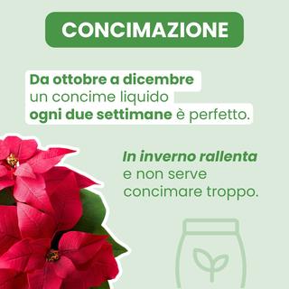 Fiore SRL - 5