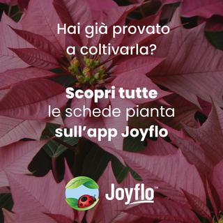 Fiore SRL - 6