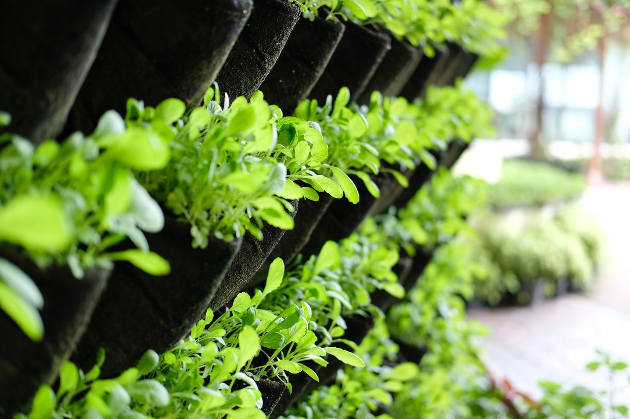 Il Faggio - Garden Center - 4