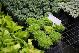 Il Faggio - Garden Center - 5