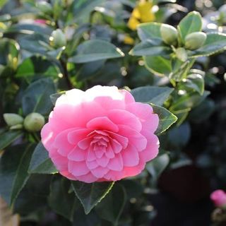 CAMELIA - Alessandro shop